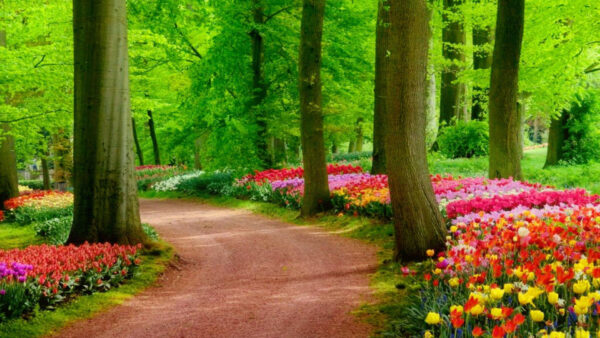 Wallpaper Trees, Road, Desktop, Garden, Colorful, Green, Beautiful, Flowers, Sand, Nature