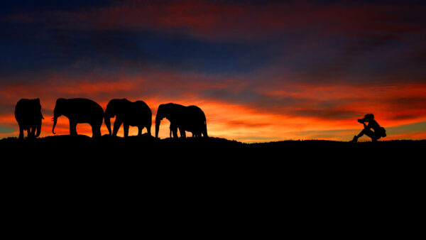 Wallpaper Silhouette, Photographer, Wild, Elephants, Sunset
