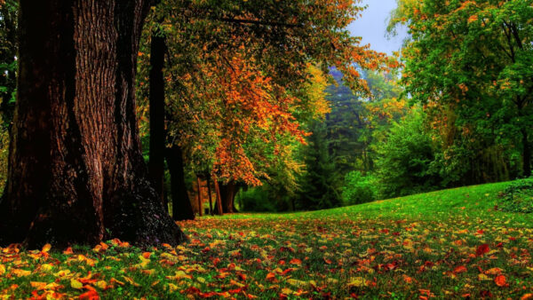 Wallpaper Mobile, Green, Daytime, During, Nature, Desktop, Leafed, Yellow, And, Brown, Trees