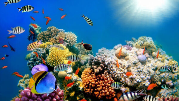 Wallpaper Coral, Under, Sea, Animals, Reefs, Near, Desktop, Fishes, Colorful, Shoal