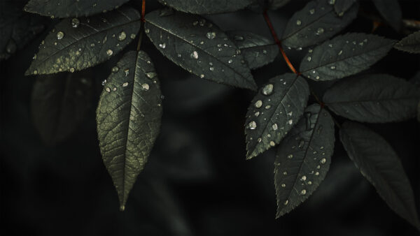 Wallpaper Background, Mobile, Leaves, Desktop, Drops, Dark, Nature, Water, Plant