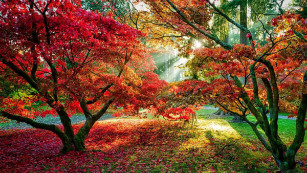 Wallpaper Desktop, Nature, Daytime, Sunbeam, During, Leafed, With, Trees, Colorful