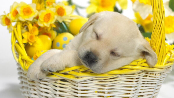 Wallpaper Animals, Desktop, Puppy, Inside, Brown, Basket, Sleeping, Flowers, Cute, With, Flower
