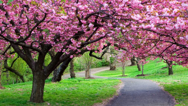 Wallpaper Nature, Park, Tar, Desktop, Daytime, Between, Pink, Road, Trees, During, Blossom