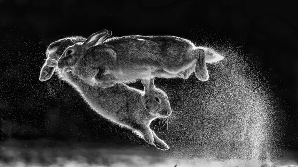 Wallpaper Rabbits, Desktop, 1920×1080, Jumping, Cool, Background, Wallpaper, Animals, Images