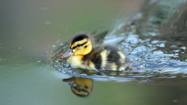 Wallpaper Yellow, With, Duck, And, Animals, Body, Desktop, Water, Reflection, Baby, Black