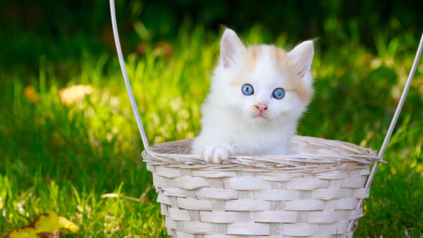 Wallpaper Cat, Green, Basket, Grass, Inside, White, Kitten, Blue, Bamboo, Background, Desktop, Eyes