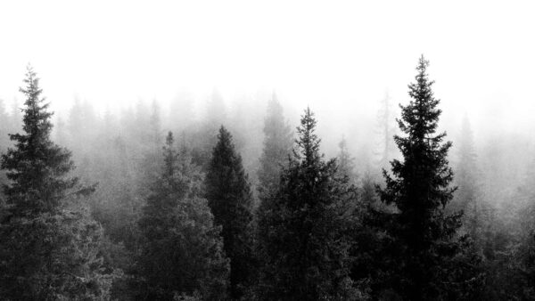 Wallpaper With, Fog, Background, Pine, Trees, Indie