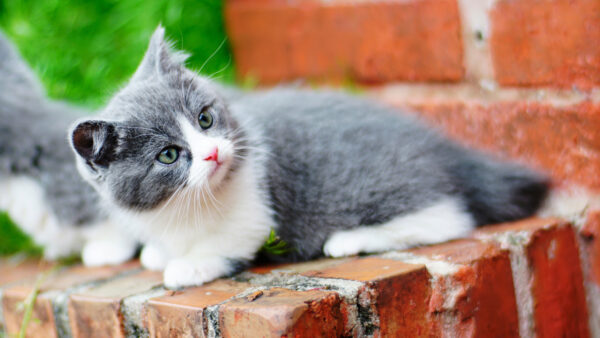 Wallpaper White, Brick, Gray, The, Animals, And, Desktop, WALL, Cat, Sitting, Mobile