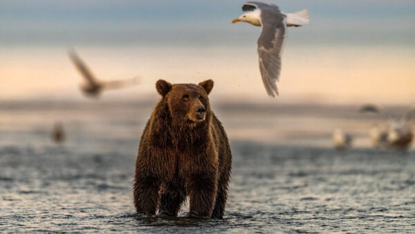 Wallpaper Bear, Birds, Body, Brown, Flying, Standing, Water, Desktop, Background