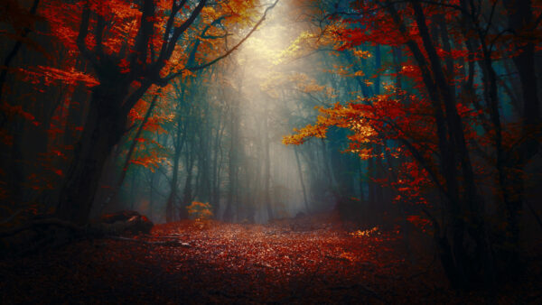 Wallpaper Fog, Desktop, With, Sunbeam, And, Forest, Nature