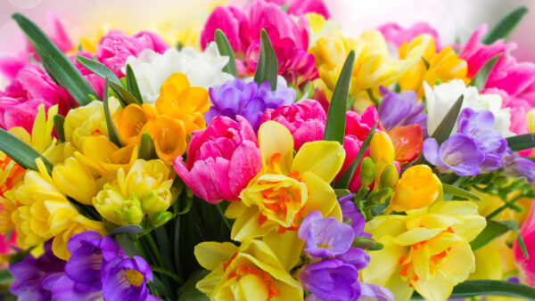 Wallpaper Beautiful, Flowers, Mobile, Bunch, Desktop, Colorful