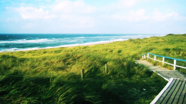 Wallpaper Path, Grass, And, Between, Green, Wooden, Field, Nature, With, View, Lanscape, Fence, Sea