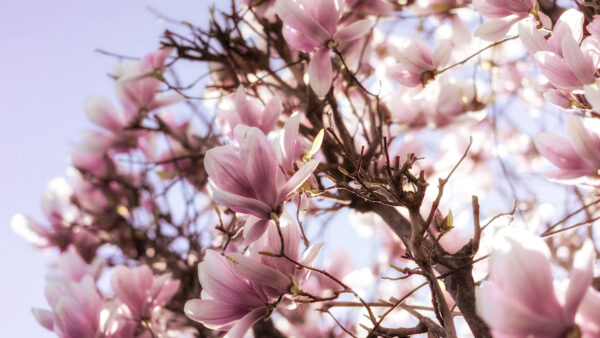 Wallpaper Branch, Magnolia, Desktop, Blossom, Flowers, Pink