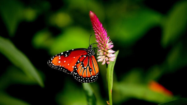 Wallpaper Blur, Black, Flower, Red, Butterfly, Green, Designed, Pink, Lines, Background