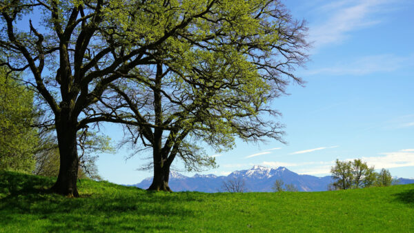 Wallpaper Field, Landscape, Nature, Trees, Green, View, Mobile, Grass, Desktop, Mountains