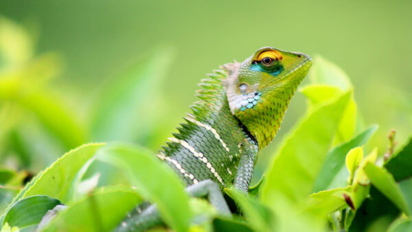 Wallpaper Chameleon, Leaves, Background, Green, Lizard