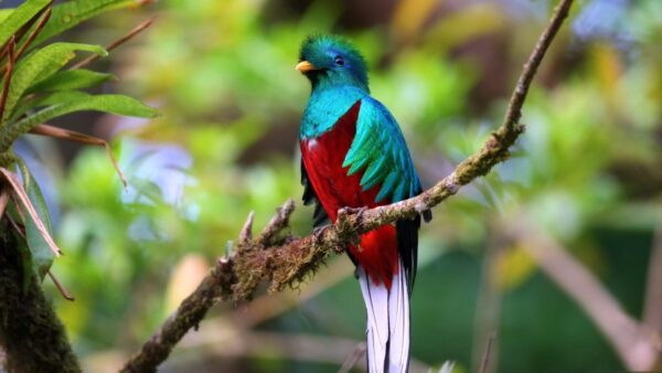 Wallpaper Standing, Algae, Background, White, Desktop, Green, Red, Leaves, Tree, Blur, Birds, Bird, Blue, Covered, Branch