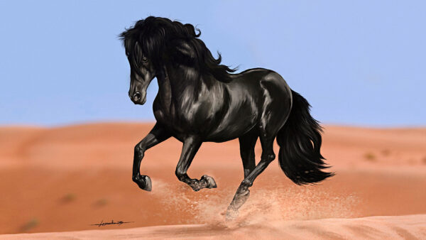 Wallpaper With, Horse, Black, Background, Desert, Shallow, Sky, Blue, Desktop, And