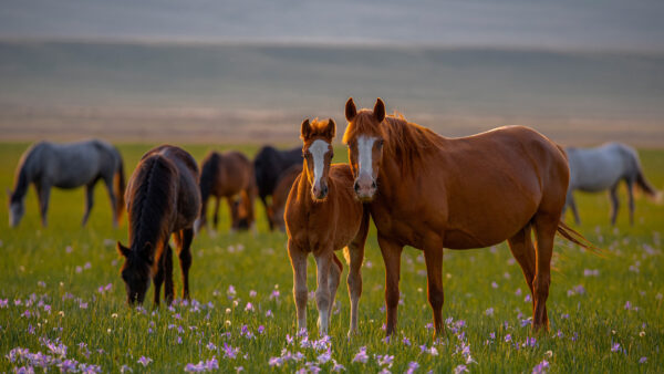 Wallpaper Green, Field, Multiple, Are, Grass, Standing, Horse, Horses