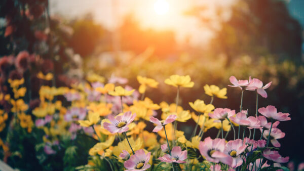 Wallpaper Sunbeam, Desktop, Plants, Pink, And, Mobile, Flowers, Yellow, With