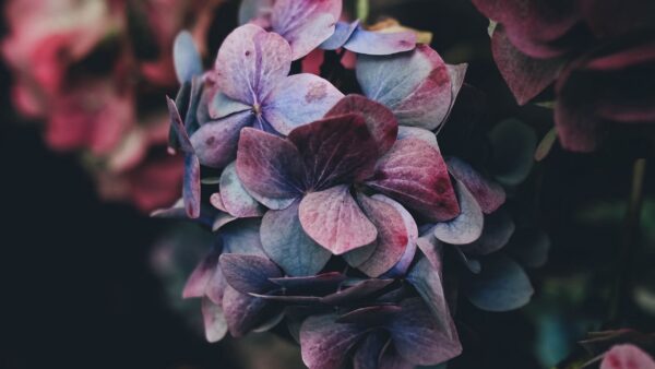 Wallpaper Petals, Hydrangea, Bush, Flowers, Desktop