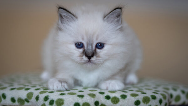 Wallpaper Cat, White, Cloth, Down, Desktop, Blue, Sitting, Kitten, Eyes