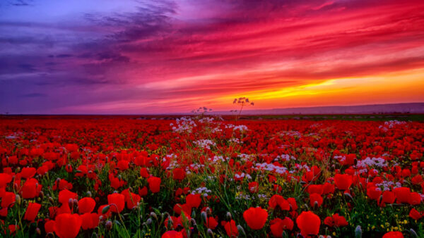 Wallpaper Sky, Under, Clouds, Field, White, Poppy, Common, Pink, Flowers, Red, Light, Purple, Yellow, And