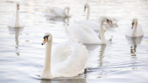 Wallpaper White, Floating, Birds, Desktop, Swan, Water, Are, Mute