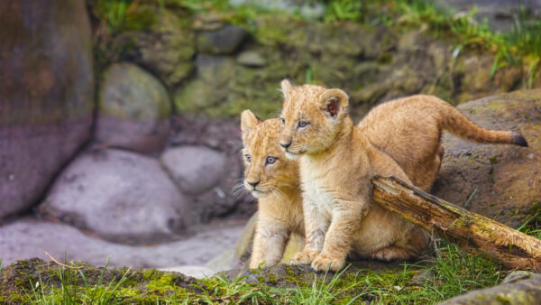 Wallpaper Cub, Desktop, Lions, Lion, Sitting, Cute, Grass, Are