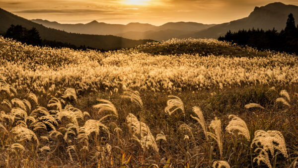 Wallpaper Sunlights, White, Mobile, Nature, Desktop, Mountains, Field, Dandelion