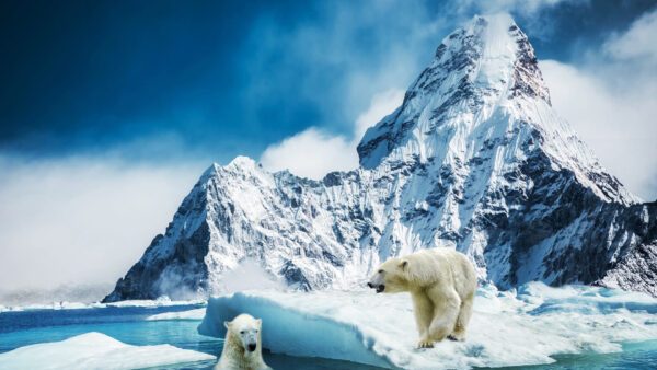 Wallpaper Animals, Background, Desktop, Covered, Rock, Water, And, Polar, Bears, With, Snow