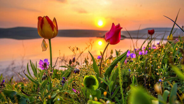 Wallpaper Closeup, Flowers, View, Background, Buds, Sun, Purple, Rose