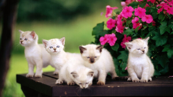 Wallpaper White, Wooden, Kittens, Cat, Black, Table, Cute