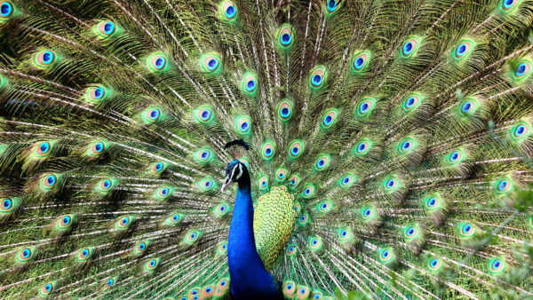Wallpaper Open, Birds, Bird, Wings, With, Beautiful, Peacock