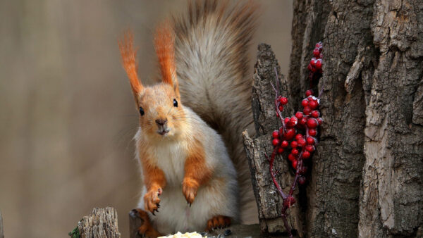 Wallpaper White, Desktop, Brown, And, Squirrel