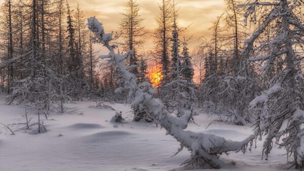 Wallpaper With, Covered, Winter, During, Snow, Sunset, Trees, Forest, Fir, Desktop