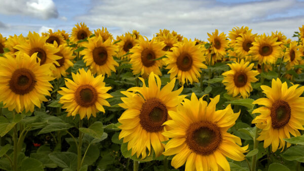 Wallpaper Closeup, Under, Blue, Mobile, Flowers, Leaves, View, Green, White, Sky, Sunflowers, Desktop, Field, Clouds, Yellow