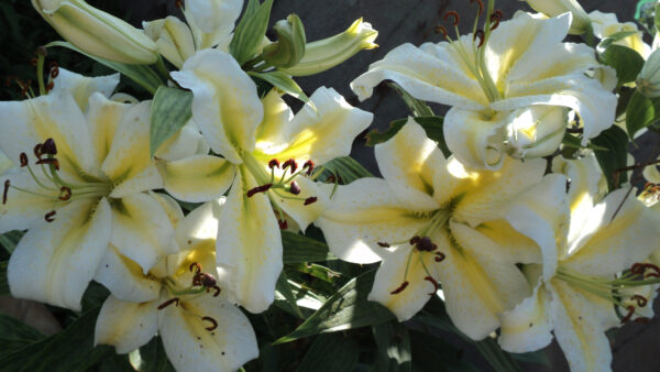 Wallpaper Plants, Flowers, White, Green, Leaves, With, Sunlight, Lily, Yellow, Mobile, Desktop