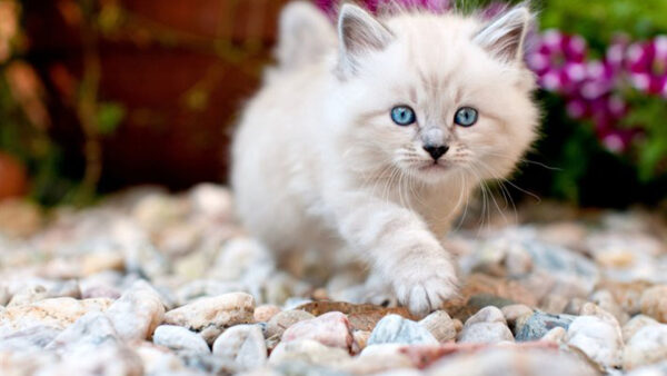 Wallpaper Walking, Kitten, Eyes, Blue, Pink, Pebbles, Background, Flowers, Cat, Blur