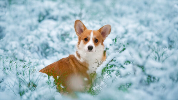 Wallpaper Dog, White, Field, Grass, Corgi, Brown, Snow, Covered