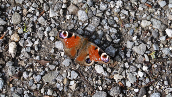 Wallpaper Desktop, Butterfly, Dark, Mobile, Brown, Black, Pebbles, Stones