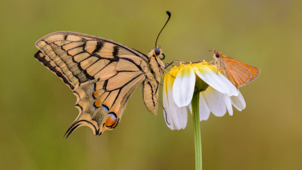 Wallpaper Green, Brown, Are, Desktop, Butterflies, Flower, Background, Butterfly, White