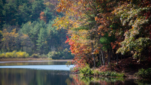 Wallpaper Desktop, Between, Trees, During, Autumn, Nature, River