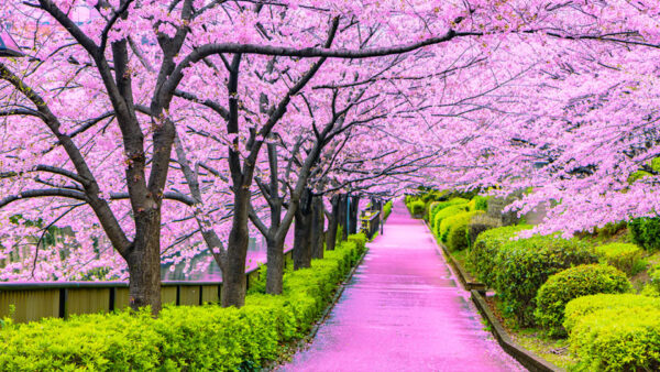Wallpaper Blossom, Flowers, Tree, Pink, Cherry, Bushes, Green, Spring, Branches