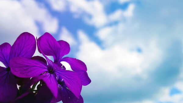 Wallpaper Color, Dark, Cloudy, Lavender, Sky, Desktop, Under, Blue, Flowers, Spring, Background