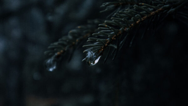 Wallpaper With, Water, Needles, Nature, Drops, Spruce, Branches