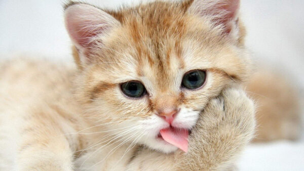 Wallpaper Light, Face, Expression, Kitten, With, Cat, Out, Cute, White, Tongue, Brown, Funny