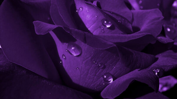 Wallpaper Dark, Purple, Closeup, Flower, Rose, View, With, Petals, Drops, Water