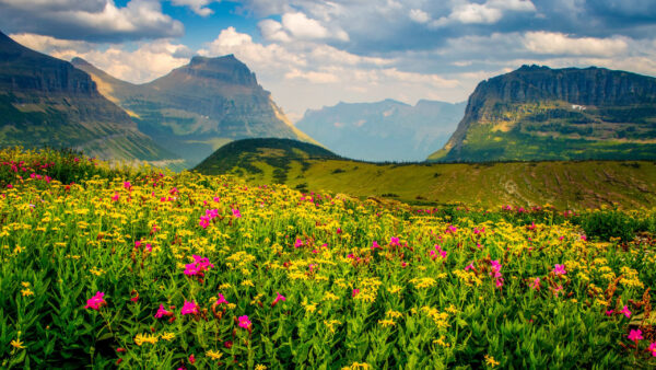 Wallpaper Greenery, Pink, Flowers, Field, Background, Yellow, Mountain